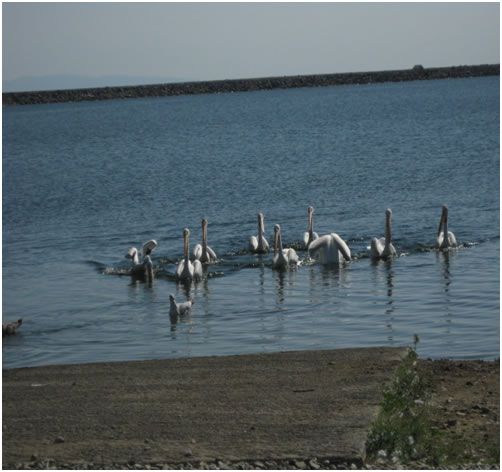 flock of birds on water