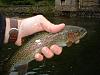 Spearfish Creek Rainbow   072404
