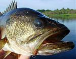 Nice bass caught on fly rod at Lake Manatee.