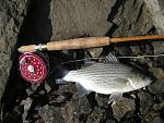 White bass on bamboo