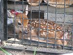 This fawn was hiding next to my barn. He/she was behind my rack for the back of my jeep.

Thanks for viewing.
EPuffer