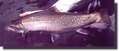 Nipigon River brook trout