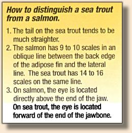 How to tell sea trout from salmon
