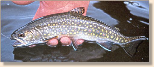 Brook trout are plentiful in the upper river
