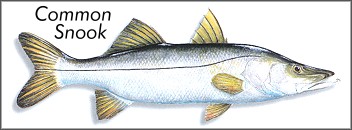 snook fish florida common saltwater retrieve fat