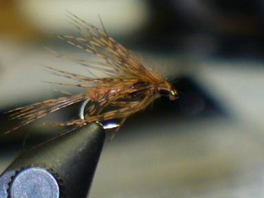 fly of the week - February 15, 2010
