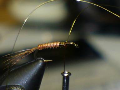 fly of the week - February 15, 2010