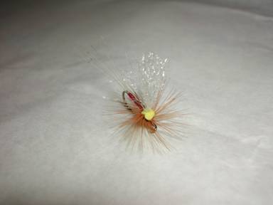 Fly of the week - August 9, 2010