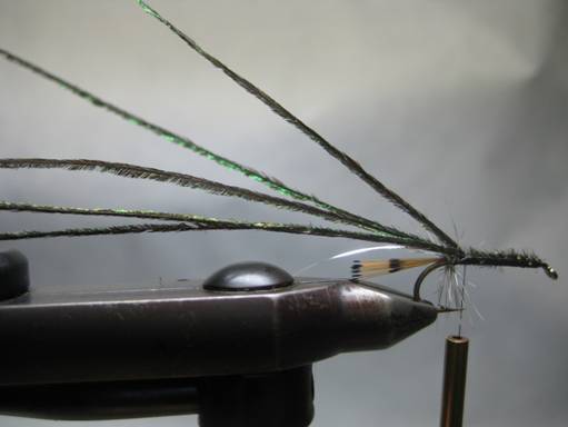 Fly of the week - October 11, 2010