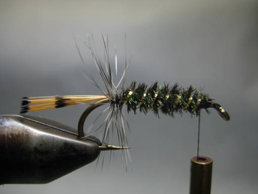 Fly of the week - October 11, 2010