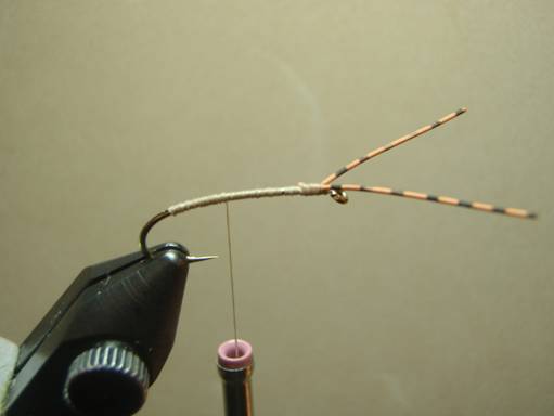 Fly of the Week - Crooked Fork Creek October Caddis - Oct 25, 2010