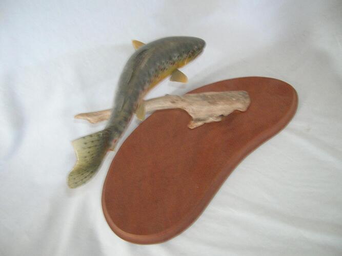 Brown Trout dorsal.jpg