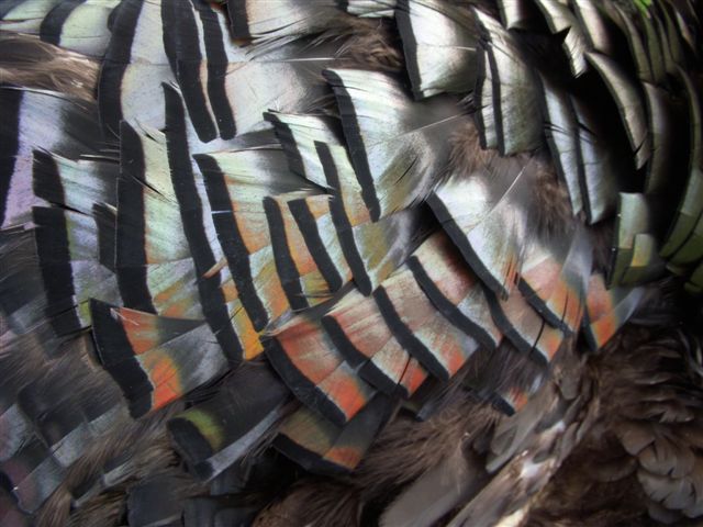 Turkey and trout 018.jpg