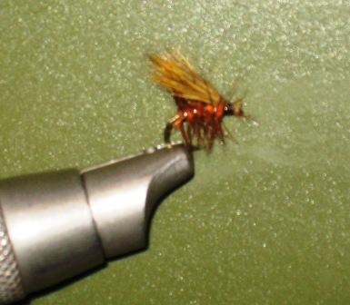 orange caddis.jpg