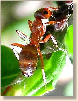 Good ant photo