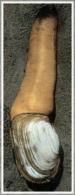 Geoduck, the world's most disgusting clam