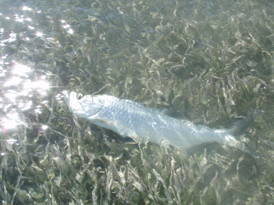 One of Pierre's Tarpon coming to the skiff