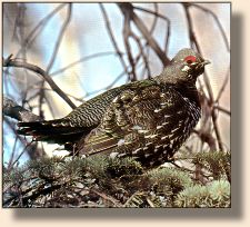 Spruce grouse frequently come to the river to pick at gravel