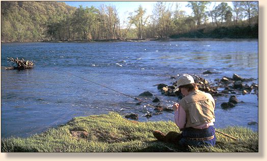White River, Missouri and Arkansas - Great Rivers - Angler's OnLine