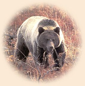 Heart Lake Basin holds prime bear habitat