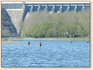 Waders fishing below Table Rock dam