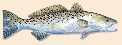 The Fish - Spotted Trout and Weakfish - Fly Angler's OnLine Fly Fishing  the Salt - 85