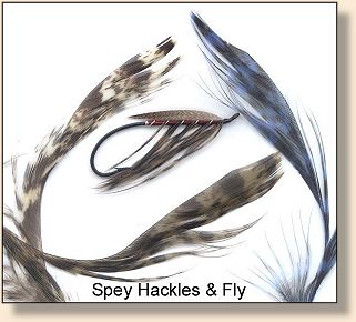 Spey Hackle and Spey Fly