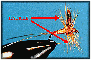 Hackle and the Woolly Worm Beginning Fly Tying, Part 12 - FAOL