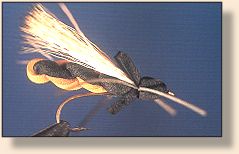 Twisted Adult Stonefly