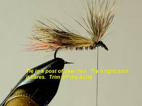 Doodlebug - Fly of the Week - August 30, 2010