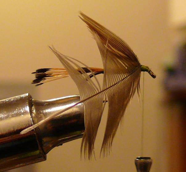 Fly of the Week - The Golden Vice FLy - Nov 1, 2010