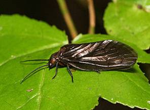 The Adams and the Alder - Fly of the week - November 22, 2010