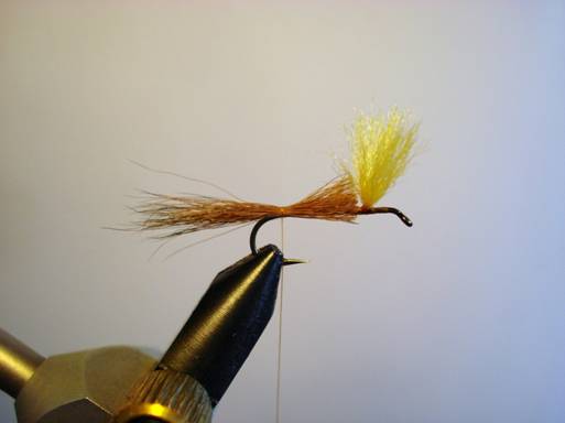 Orange hexegenia patagonica - Fly of the week - November 29, 2010