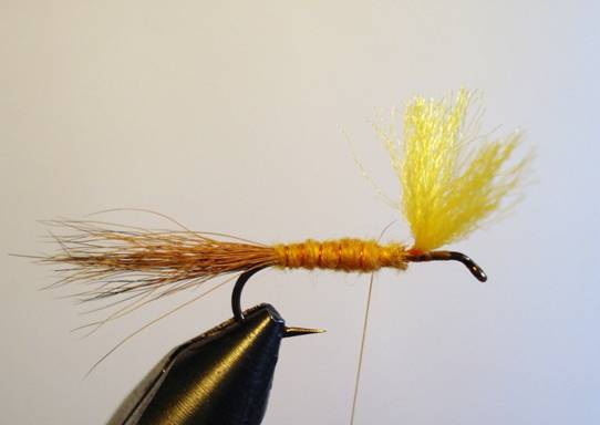 Orange hexegenia patagonica - Fly of the week - November 29, 2010