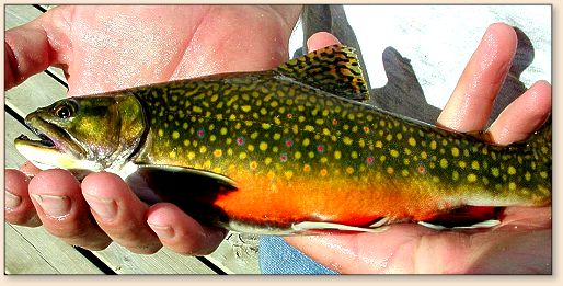 Upper Spring Creek Brookie