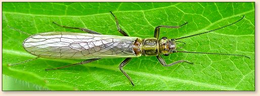 Spring Creek Stonefly