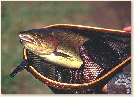 Spring Creek Rainbow