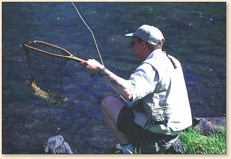 Netting nice Rainbow