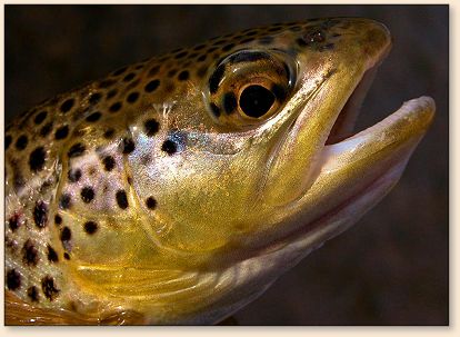 Brown Trout