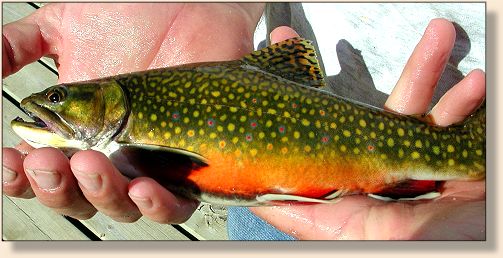 First fish for a new fly fisher