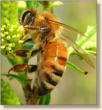 Bee