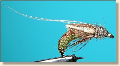 Caddis Pupa