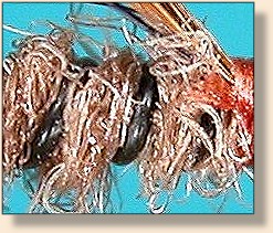 Horsehair ribbing on size 20 fly