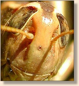 Grasshopper Head