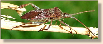 Squash Bug