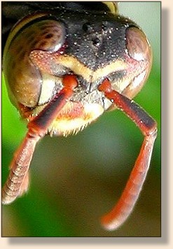 Yellow Jacket Antennae