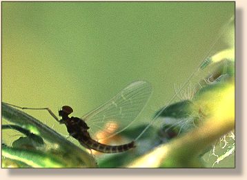 Baetis spinner
