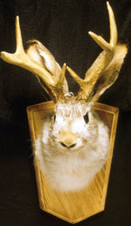 Jackalope