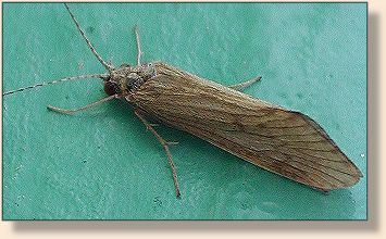 Another poor caddis