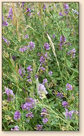 Alfalfa